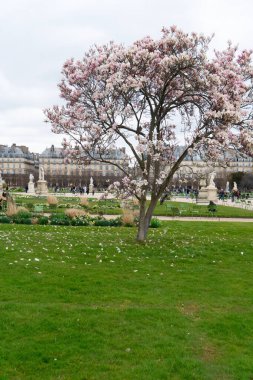 Paris 'te bahar tatili. Sandalyeleri ve çiçek açan manolya ağacı olan Tuileries bahçeleri, Paris Fransa.