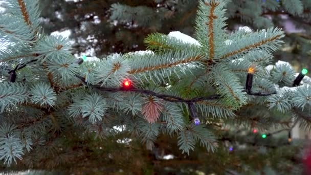 Χριστουγεννιάτικο Δώρο Δίνοντας Κάποιος Χέρια Διακόσμηση Έλατο Εξωτερικό Δέντρο — Αρχείο Βίντεο
