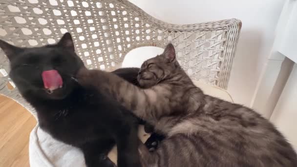 Dos Gatos Lamiéndose Jugando Juntos — Vídeos de Stock