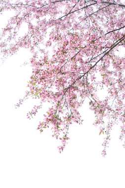 Cherry tree blossoming tree over pale sky, pink cloud of flowers