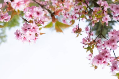 Cherry tree blossoming tree close up, pink cloud of flowers, copy space on sky