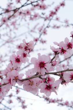 Badem ağacı pembe çiçek, Badem ağacı dallarının baharını kapat mavi gökyüzü arka planında