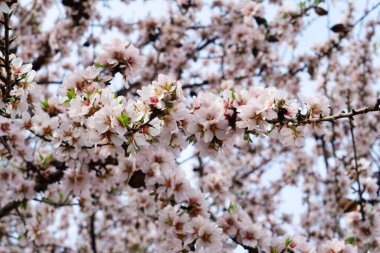 Badem ağacı taze pembe çiçek, Badem ağacı dallarının ilkbaharını kapat mavi gökyüzü arka planında