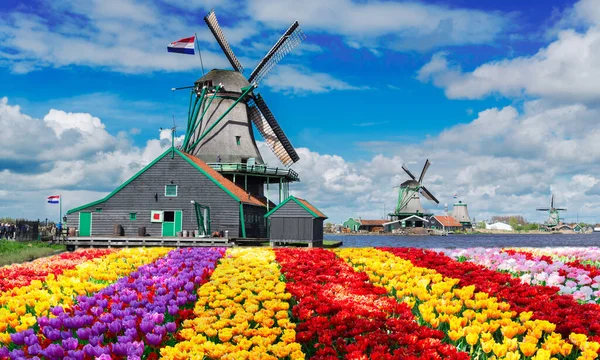 チューリップ畑のカラフルな縞模様の上に伝統的なオランダの風車 オランダ ストックフォト