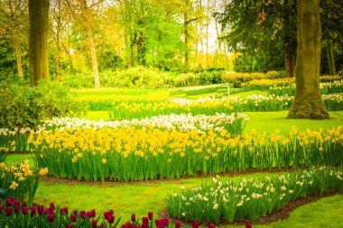 Renkli Lale çiçek ve bir bahar resmi bahçede yeşil Grassbed tonda