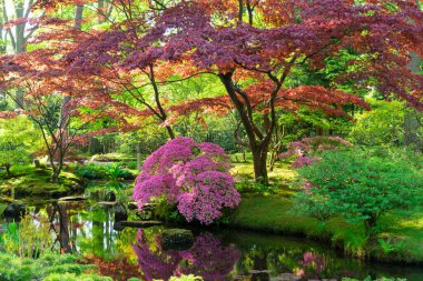 Badem ağacı taze pembe çiçek, Badem ağacı dallarının ilkbaharını kapat mavi gökyüzü arka planında