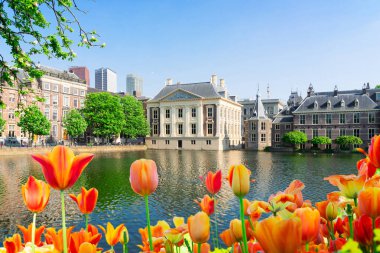 Şehir merkezi Den Haag - Mauritshuis ve lale çiçekleri Hollanda
