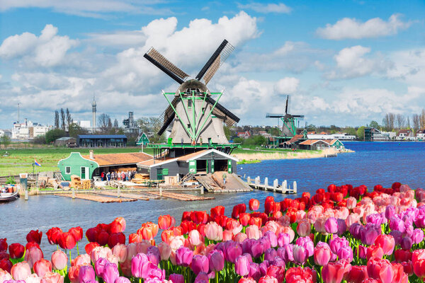 traditional Dutch scenery with windmill of Zaanse Schans with dramatic sky and tulips, Netherlands