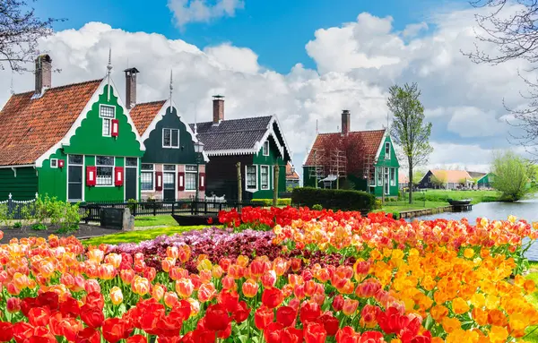 laleler ile Zaanse Schans küçük geleneksel evlerin kırsal Hollandalı sahne, Hollanda