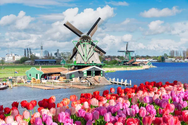 Tradycyjne Holenderskie Dekoracje Wiatrak Zaanse Schans Dramatyczne Niebo Tulipany Holandia Obraz Stockowy
