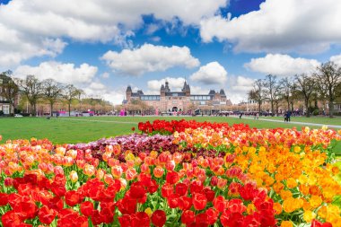 Rijksmuseum and spring green lawn and laleler, Amsterdam Hollanda