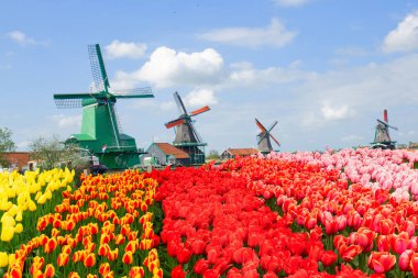 Lale alan, Hollanda ile Hollanda yel değirmenleri Zaanse Schans'a görünümünü