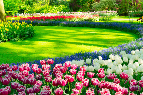 fresh spring lawn with blooming pink and white spring tulips bulb flowers