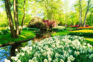 Yeşil bahçedeki yeşil ağacın altında çiçek açan parlak beyaz nergis çiçekleri ve arka planda su kaynağı olan taze bahar çimenliği.