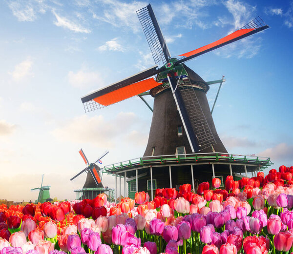 dutch windmill over colorful tulips field, Netherlands