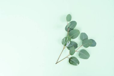 düğün ya da anneler günü arka plan yeşil okaliptüs yaprakları üzerinde fotokopi alanı ile yeşil arkaplan