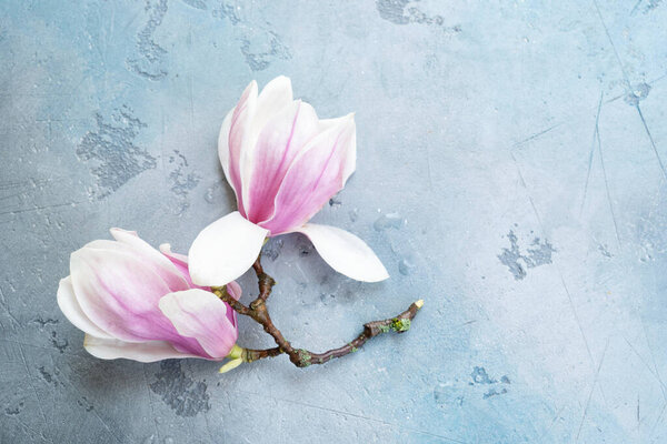 Весенние цветы магнолии на сером фоне с копированием пространства