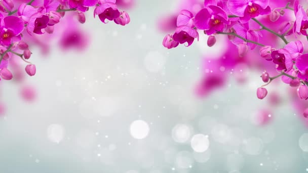 Violet Orchideeën Blauwe Boke Achtergrond — Stockvideo