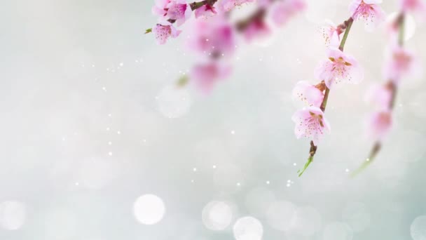 Kirschbaumzweig Mit Blühenden Blumen Auf Blauem Himmel Frühling Hintergrund Mit — Stockvideo