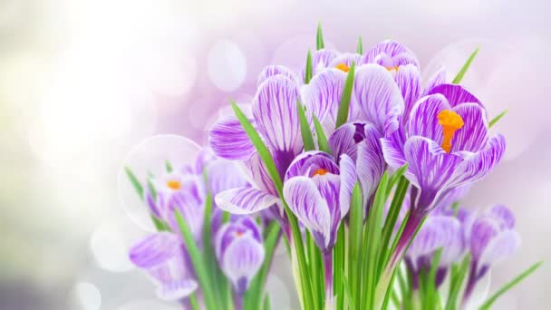 Frühling Blaue Krokusse Blumen Mit Sonnenschein Bokeh — Stockvideo