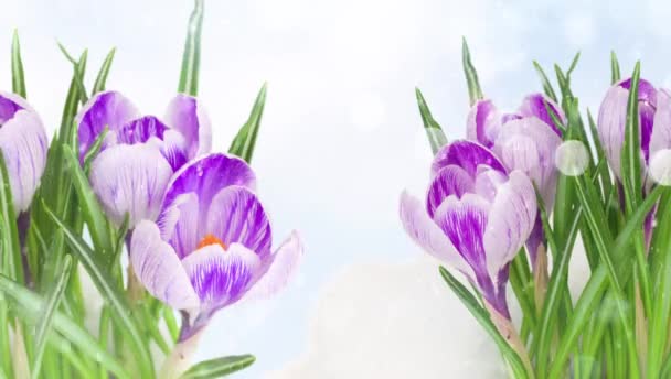 Frühling Blaue Krokusse Blühen Unter Fallendem Schnee — Stockvideo