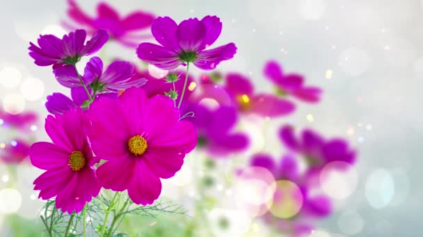 Kosmos Frische Dunkelrosa Blüten Und Blätter Mit Schimmerndem Bokeh Hintergrund — Stockvideo