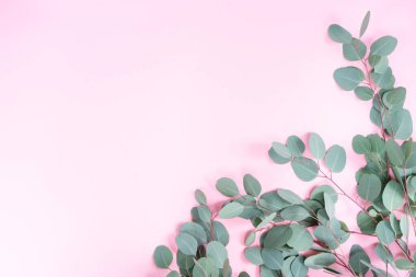 düğün ya da anneler günü arka planı, yeşil okaliptüs pembe arkaplan üzerinde fotokopi alanı olan yapraklar