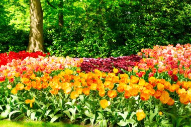 Lüks Lale çiçek lane adlı bahar bahçe