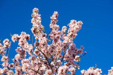Badem ağacı parlak mavi gökyüzünde çiçek açar.