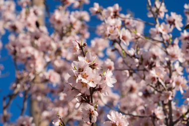 Badem ağacı çiçek açıyor, badem pembe çiçekler kapanıyor, web pankartı takılıyor.