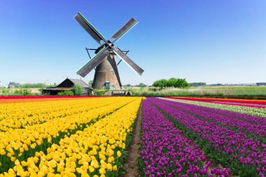 tonda sarı laleler alan, Hollanda, retro üzerinde Hollanda Yeldeğirmeni