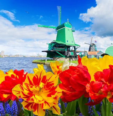 Hollanda 'nın geleneksel ağaç yel değirmenleri Zaanse Schans ve lale çiçekleri, Hollanda