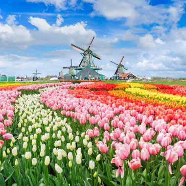 Kanal ve Zaanse Schans'a, Hollanda yel değirmenleri ile sahne geleneksel Hollanda kırsal bahar