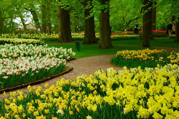 Çiçekler açan sarı nergisler yeşil çimenler ve ağaçlarla