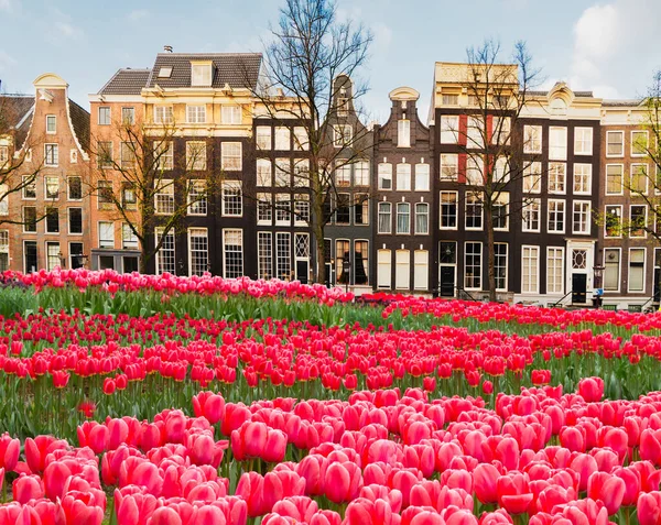 Hollanda 'da laleli, Amsterdam manzaralı, tarihi evlerin cepheleri