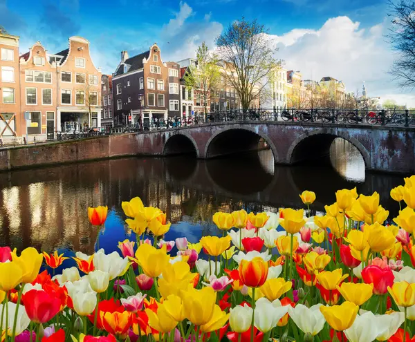 Hollanda 'da laleli, Amsterdam manzaralı, tarihi evlerin cepheleri