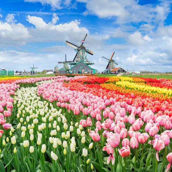 Kanal ve Zaanse Schans'a, Hollanda yel değirmenleri ile sahne geleneksel Hollanda kırsal bahar