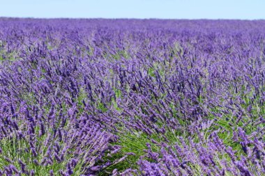 Lavanta büyüyen çiçekler yaz alanında Fransa yakın çekim