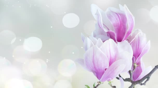 Gałązka Świeżo Kwitnącymi Różowymi Kwiatami Magnolii Bliska Nad Magicznym Błyszczącym — Wideo stockowe