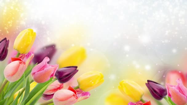 Tulipanes Multicolores Primavera Banner Fondo Bokeh Azul — Vídeo de stock