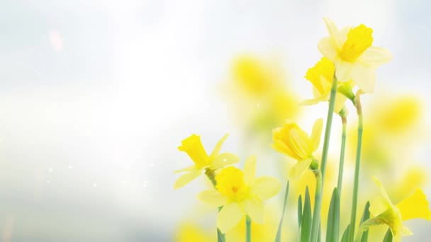 Весняні Жовті Нарциси Під Блакитним Небом — стокове відео