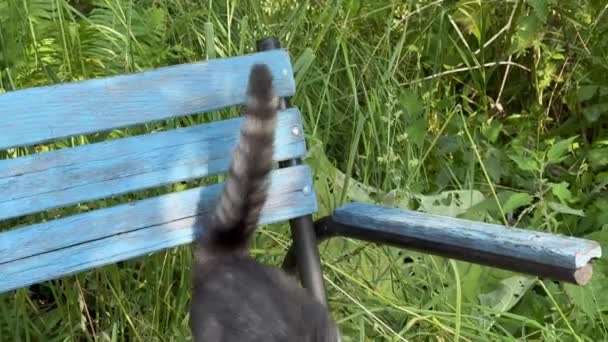 Μικρή Χαριτωμένη Γάτα Στον Κήπο Άνοιξη — Αρχείο Βίντεο