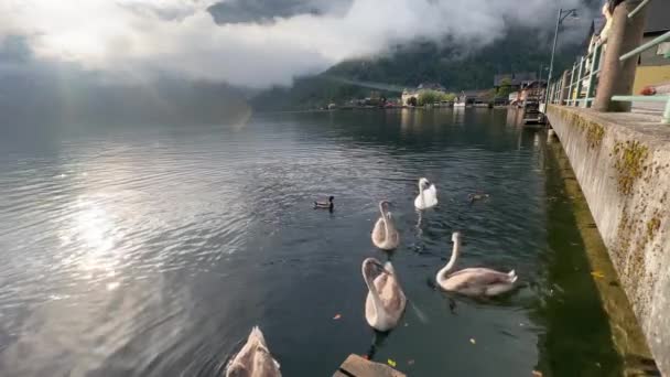 哈尔斯塔特在湖上 有人喂天鹅 奥地利 — 图库视频影像