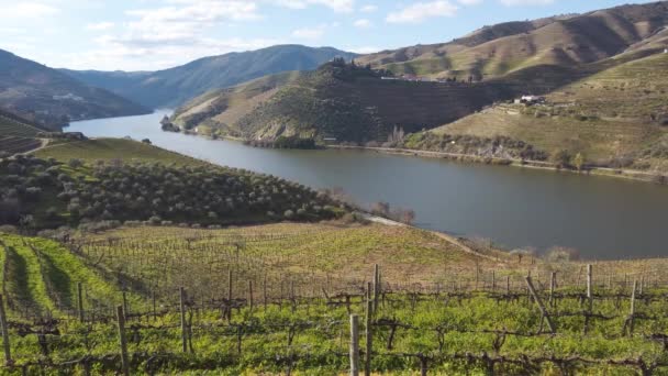 Douro Wijnvallei Met Wijngaarden Portugal Unesco Werelderfgoed — Stockvideo