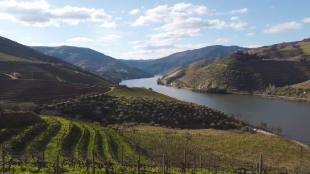 ワイン畑 ポルトガル ユネスコ世界遺産のドゥロワイン谷 — ストック動画