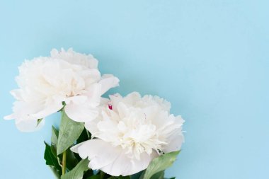 Mavi zemin üzerine taze beyaz şakayık çiçekleri