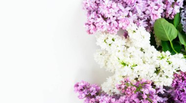 Taze leylak bahar çiçekleri ve beyaz arkaplan üzerinde kopya alanı ile sınır bırakır