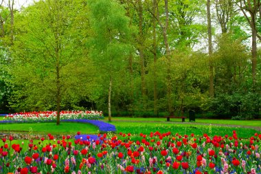 Ağaçlı taze bahar çimenleri, yeşil çimenler ve bahar çiçekleri