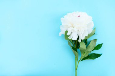 Kopya alanı ile mavi arka plan üzerinde bir taze Şakayık Çiçeği