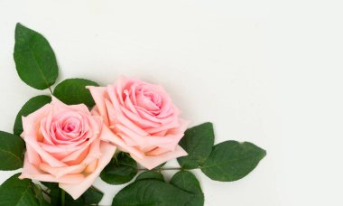 Kopya alanı, düz yatıyordu sahne ile yukarıdan masaya iki gül taze çiçek